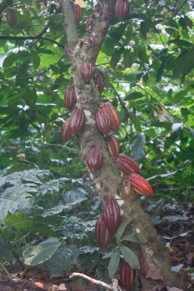 16-Cacao fruit.jpg - Cacao fruit